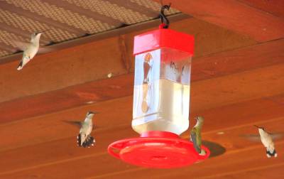 hummingbirds feeding at the lodge